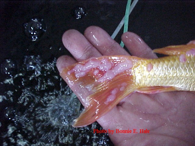 Carp Pox on koi