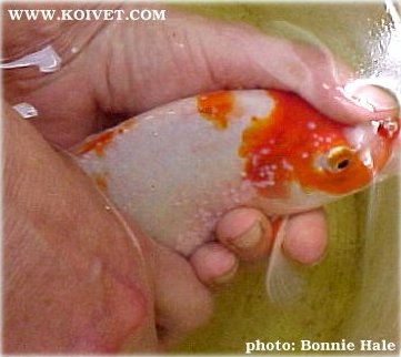 This is another case of Carp Pox