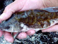 Here is how the fish cleaned up after a .6% salt bath that was given for 2 hours