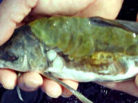 This photo shows what the fish looked like 3 days later. 