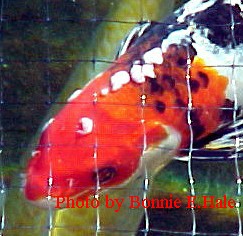 Carp pox on the body of a sanke koi fish.  
