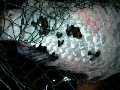 Gas Bubble Disease