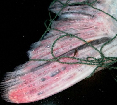 Gas bubble disease is supersaturating of gase