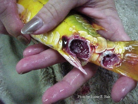 It had over 14 ulcers on its body that were the size of pencil eraser to the size of a US quarter.  The fish was "loaded" with flukes.