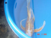 Lucky had fungus on tail fin